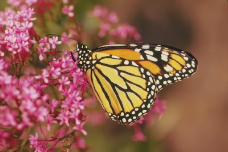 ButterflyLowRes