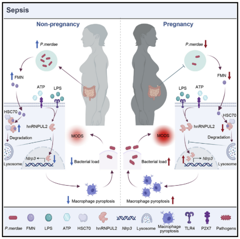 高分文献解读｜妊娠引起的肠道菌群改变驱动巨噬细胞焦亡和脓毒症炎症反应
