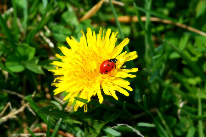 ladybug