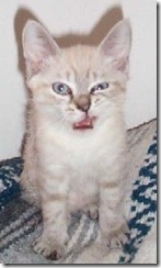 kittywink