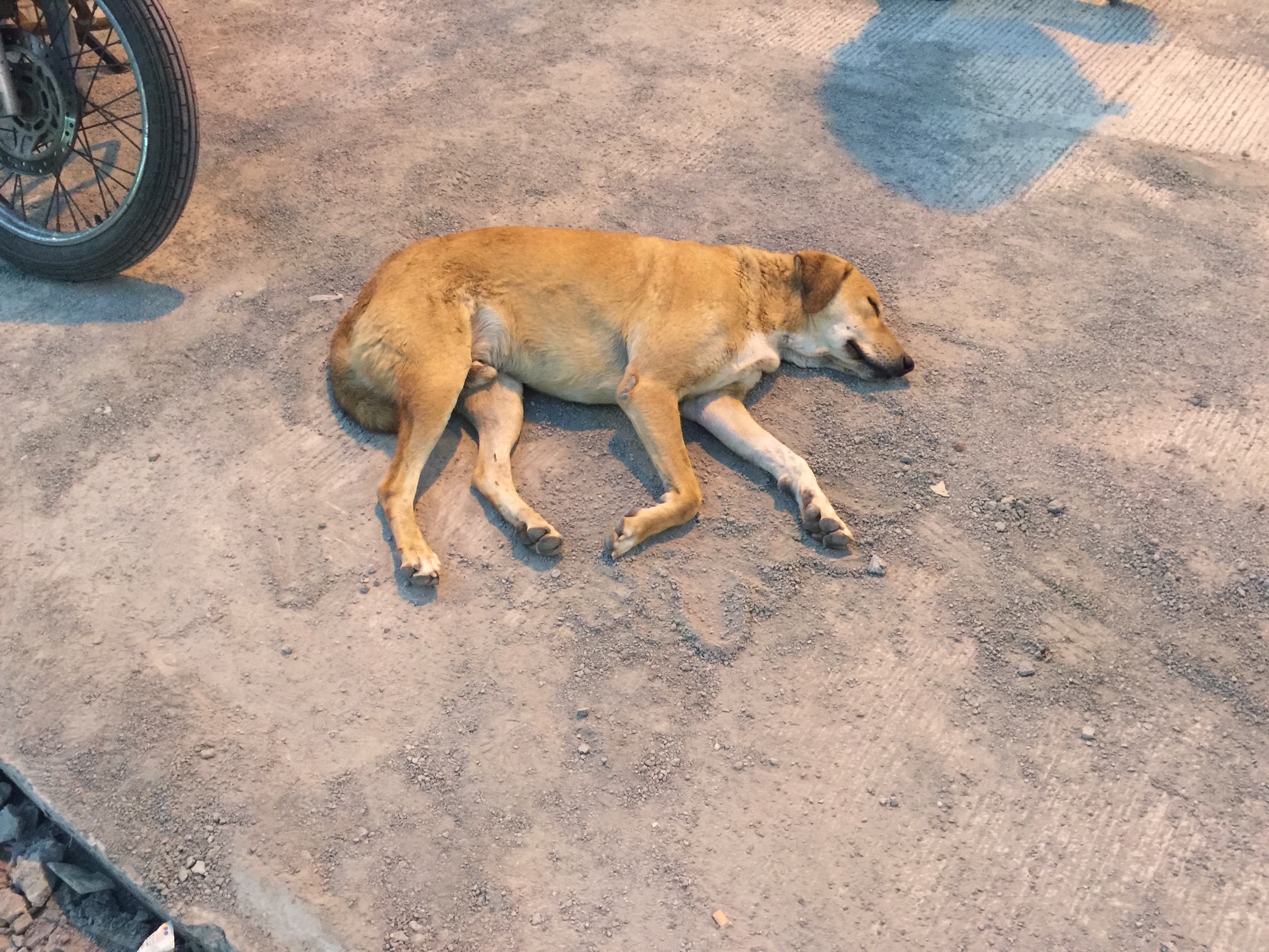 dog_in_pune.JPG