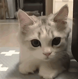 f6489b35cc40bee8bf22b014f6b86837.gif