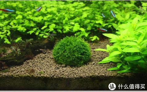 开缸种草篇
