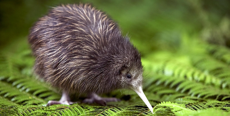 Kiwi