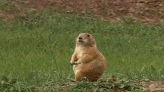 f00537431c1003a0c59a6ac1d6b9bd76.gif