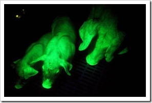 061228_pigs_hmed_515p_hmedium_thumb.jpg