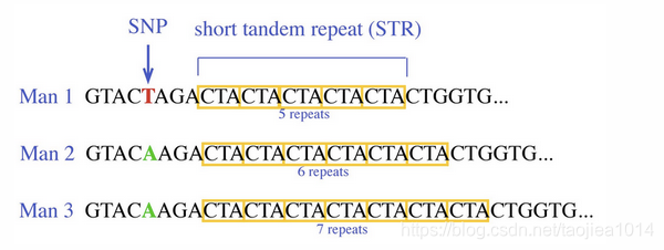 当重复两个或多个核苷酸的模式并且重复的序列彼此相邻时，