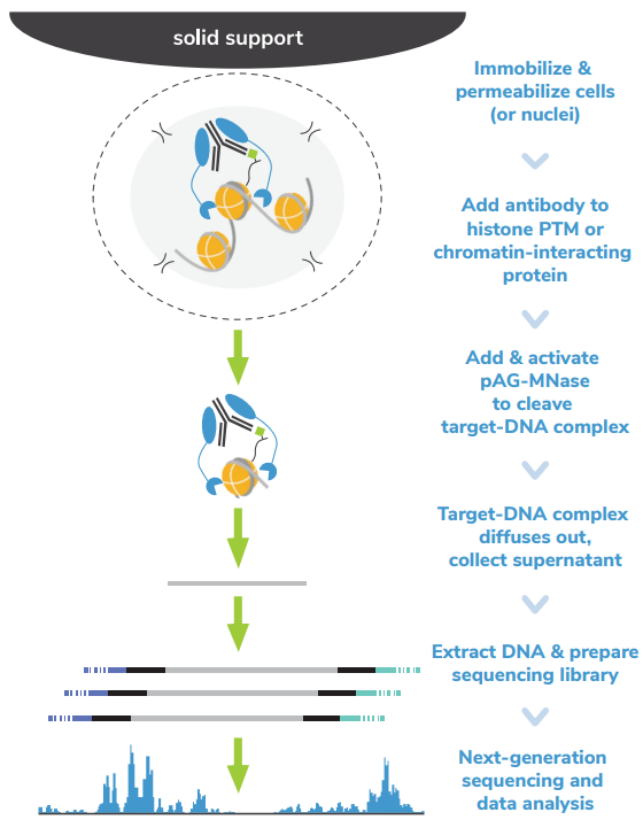 Epicypher热销产品——CUTANA™ ChIC/CUT&RUN Kit