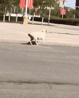 53b2d2db42f0bc934e03fc216c19b688.gif