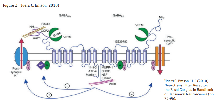 细胞结构和神经发生&神经递质