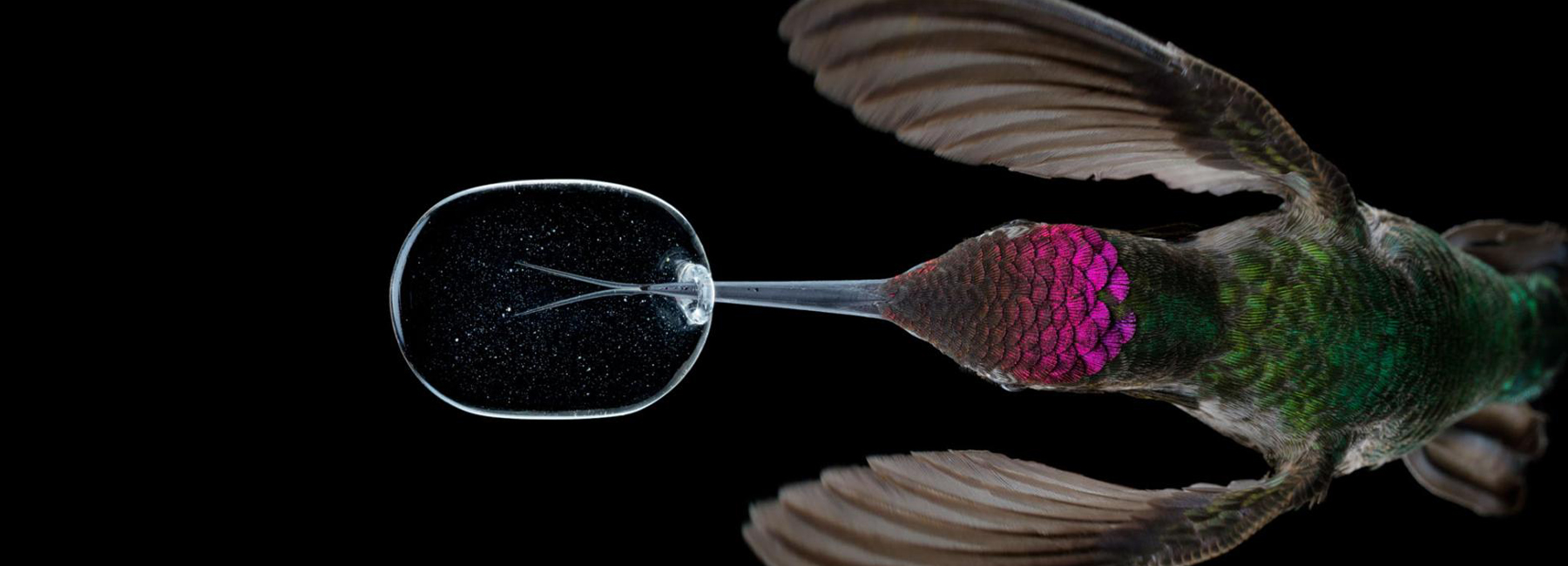 slow motion video reveals an unprecedented look at hummingbirds' lives