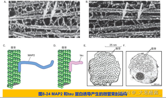 细胞生物学8-第八章-细胞骨架-CSDN博客