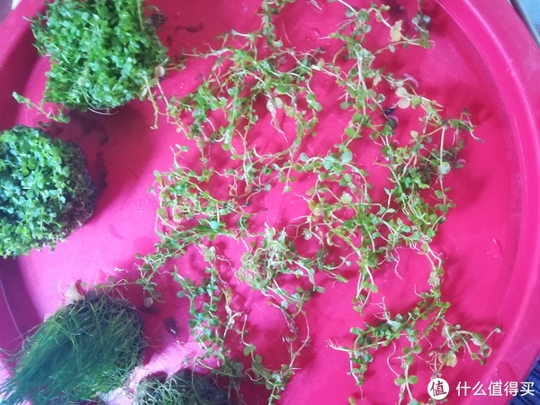 开缸种草篇