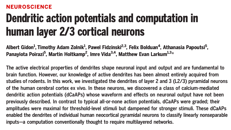 人工神经网络太简陋了，《Science》新作揭露，神经元树突也隐含计算能力