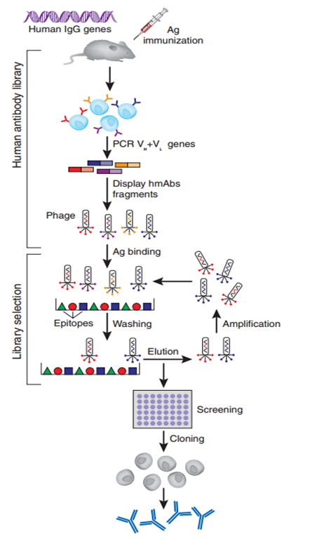 全人源单抗制备；Full Human Antibody production