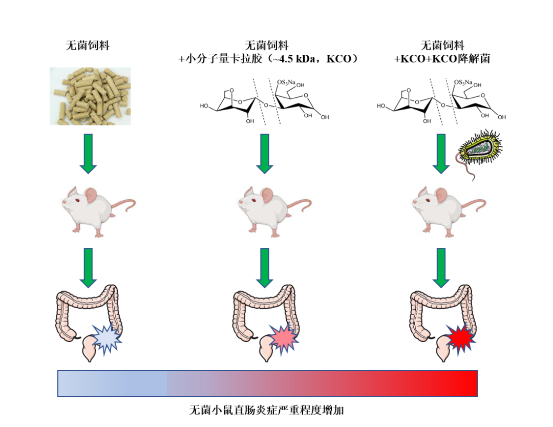jgg | 肠道细菌加重小分子量卡拉胶诱发的直肠炎症