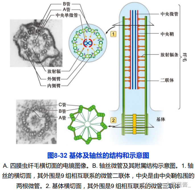 细胞生物学8-第八章-细胞骨架-CSDN博客