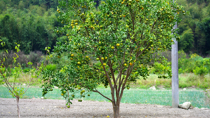 罗浮山自驾小结