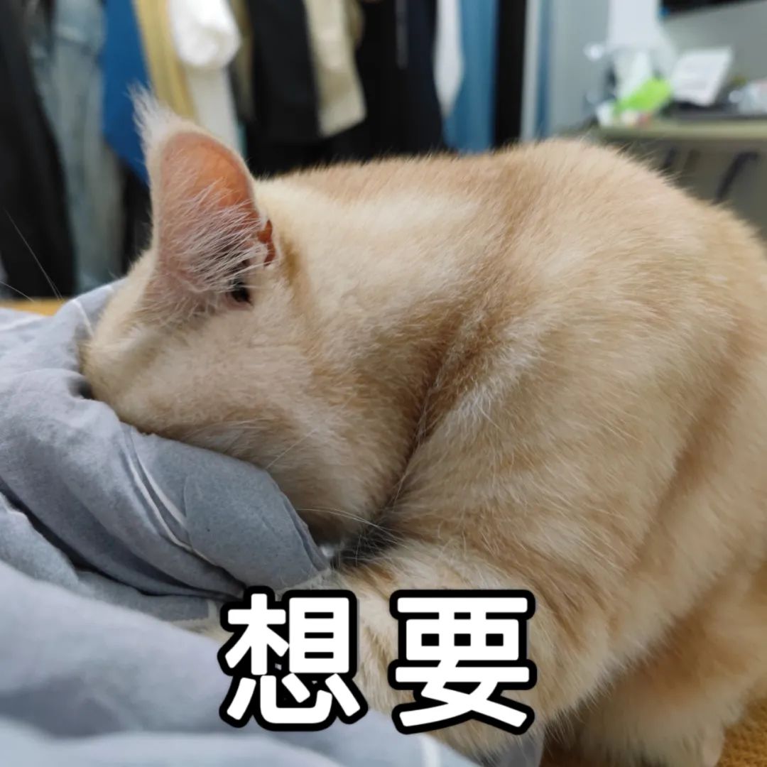 a4ec1fe88a1d4fa921e8de286b890c16.jpeg