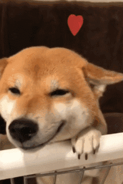 460c3daedde6aa88517b9adb566e6d1f.gif