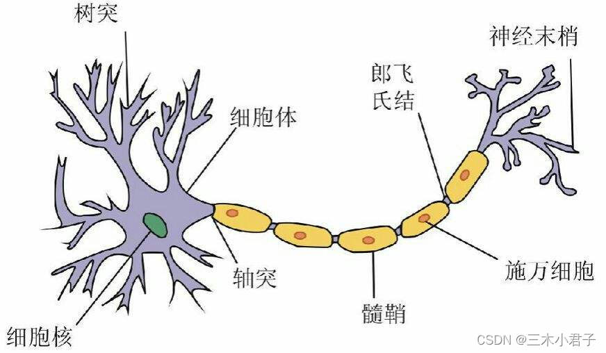 神经元