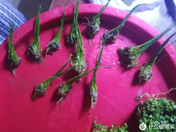 开缸种草篇