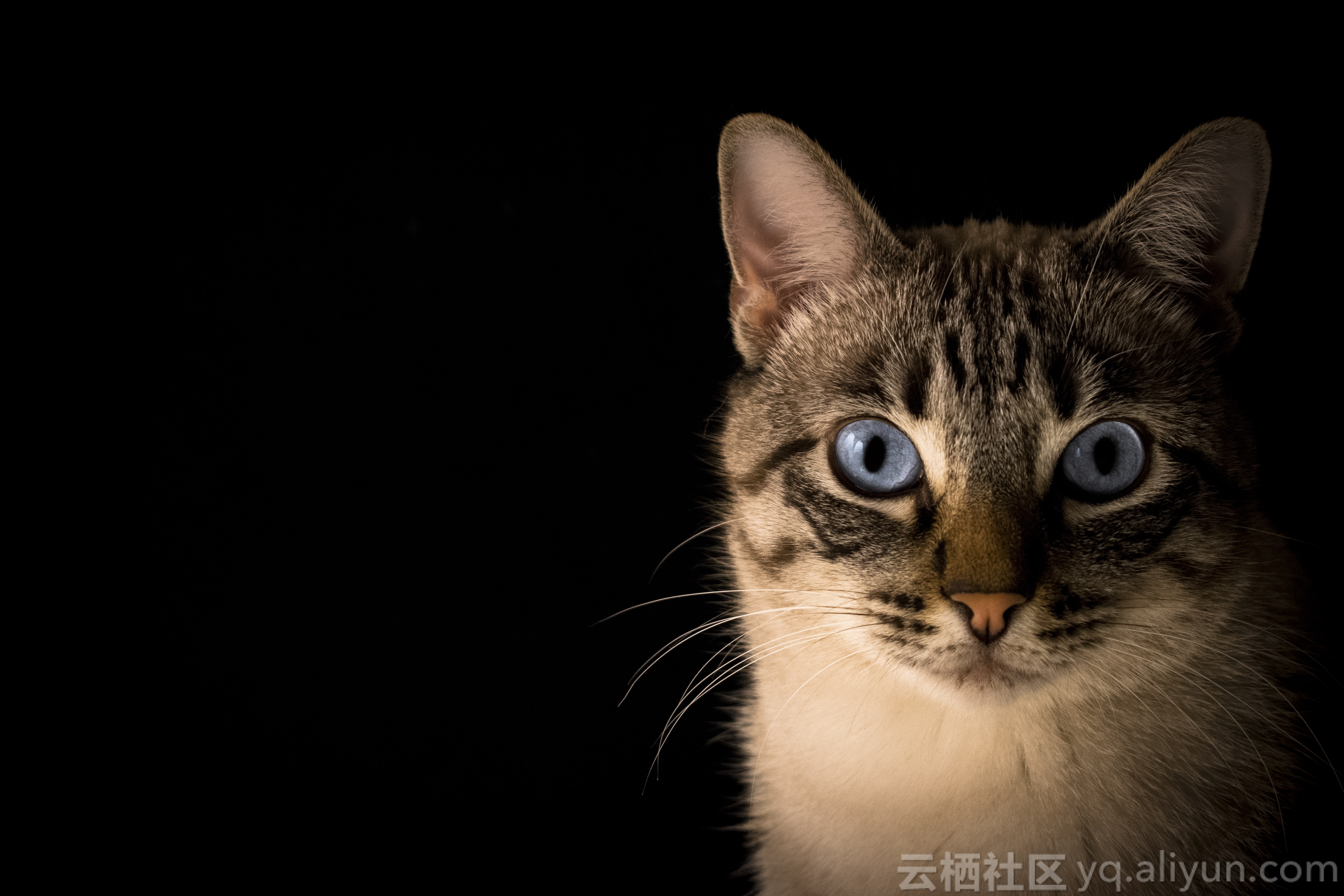 382_pactovisual_close_up_photo_of_tabby_cat_min