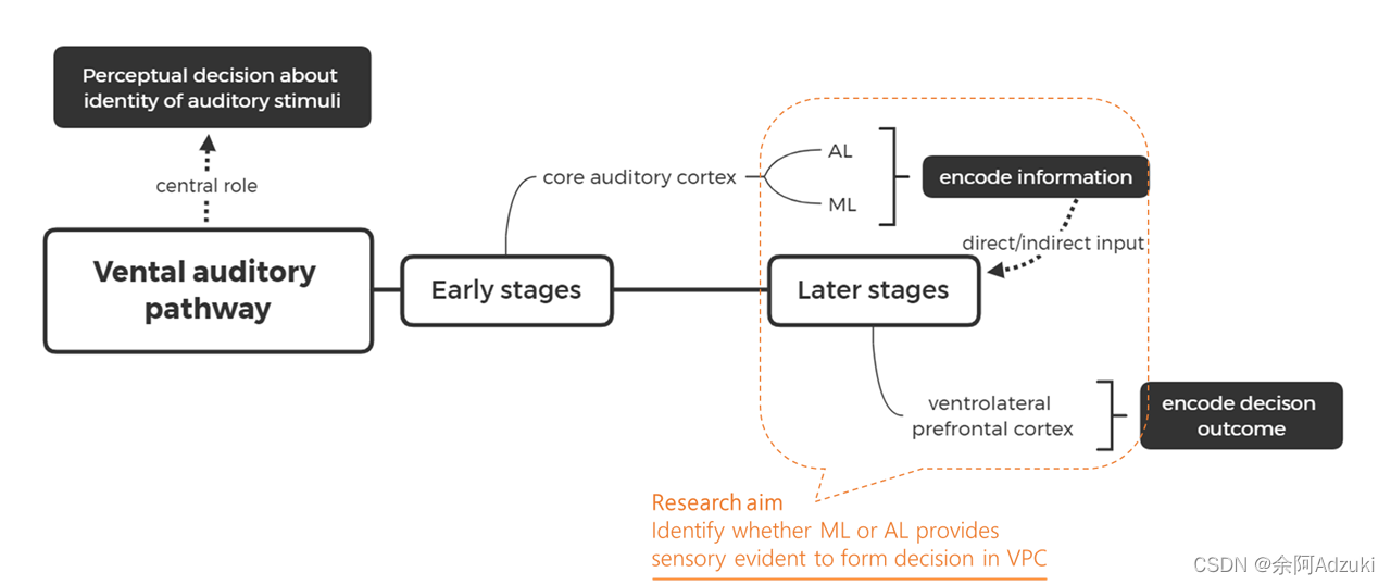 【Day35 文献精读】Causal contribution of primate auditory cortex to auditory ...