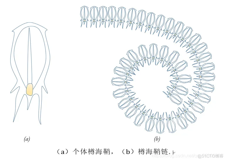 混沌映射与动态学习的自适应樽海鞘群算法( CDSSA) Matlab代码_Matlab