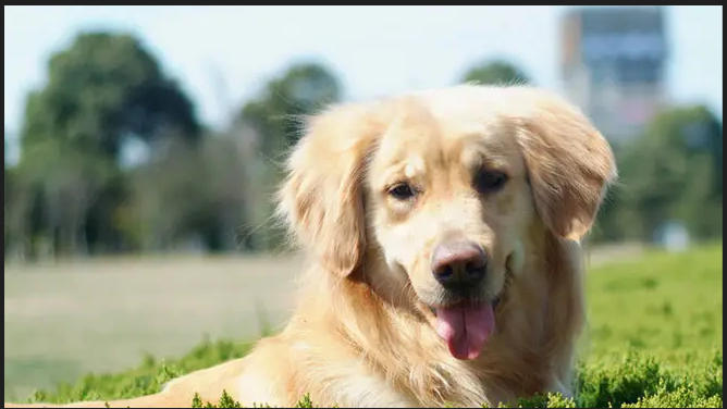 image-20220729092822142