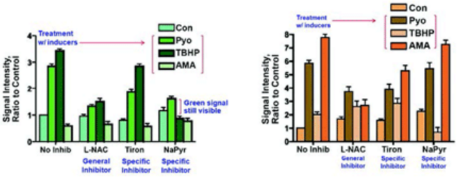 ROS-ID®总活性氧/超氧化物检测试剂盒——ENZO热销产品