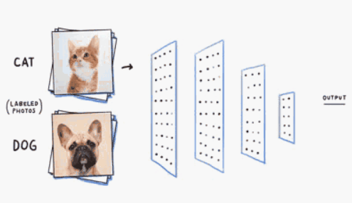 CAT AND DOG