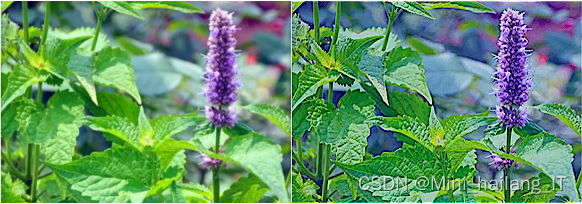 基于机器学习的中草药识别算法系统 中草药植物叶片数据集 卷积神经网络 算法 目标检测