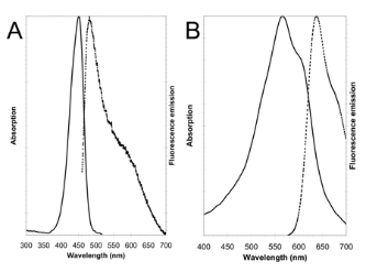 ENZO热销产品——TOTAL-NUCLEAR-ID® green/red nucleolar/nuclear detection kit核仁/细胞核检测试剂盒(绿色/红色)