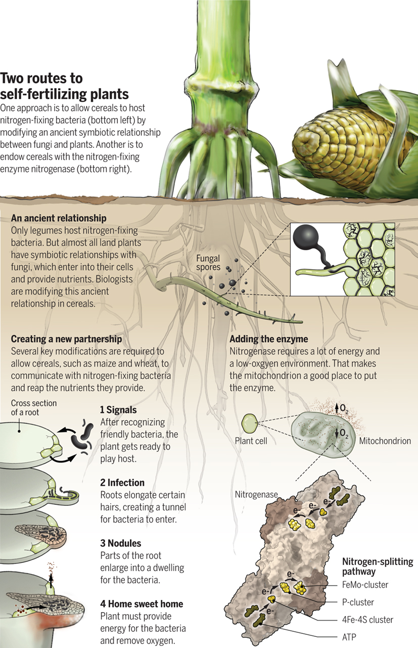 Science:固氮(The nitrogen fix)_微生物固氮的产物-CSDN博客