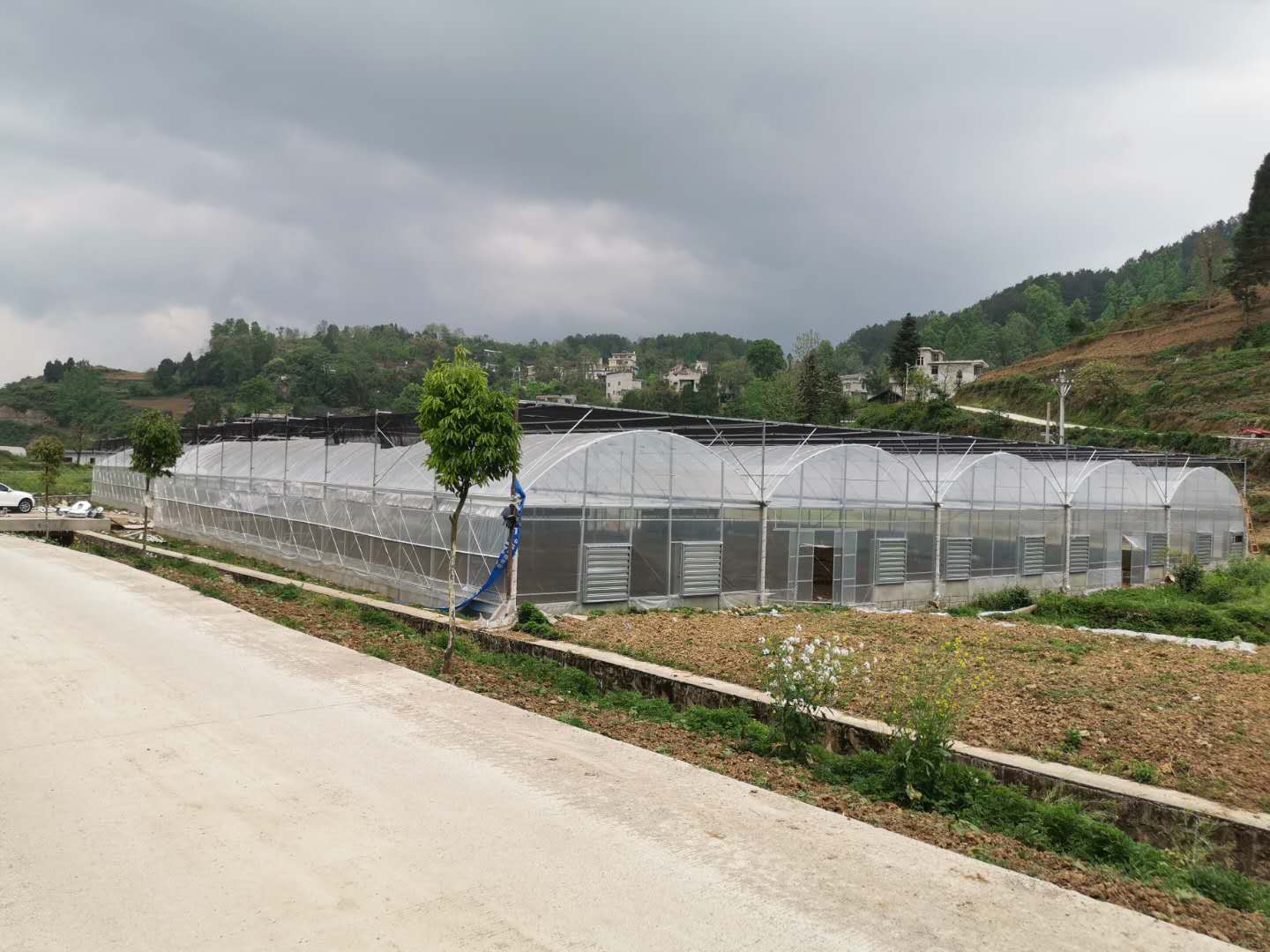 现代薄膜温室大棚五大优点，常用的经济作物都有哪些？