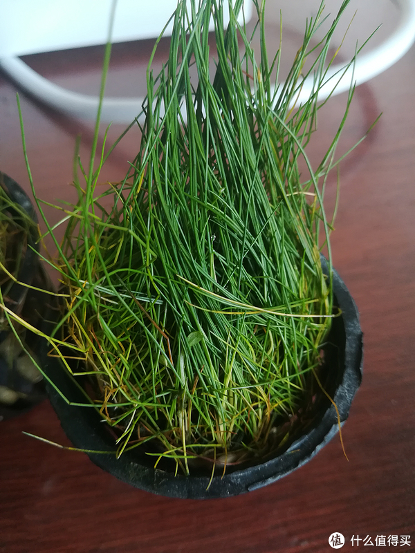 开缸种草篇