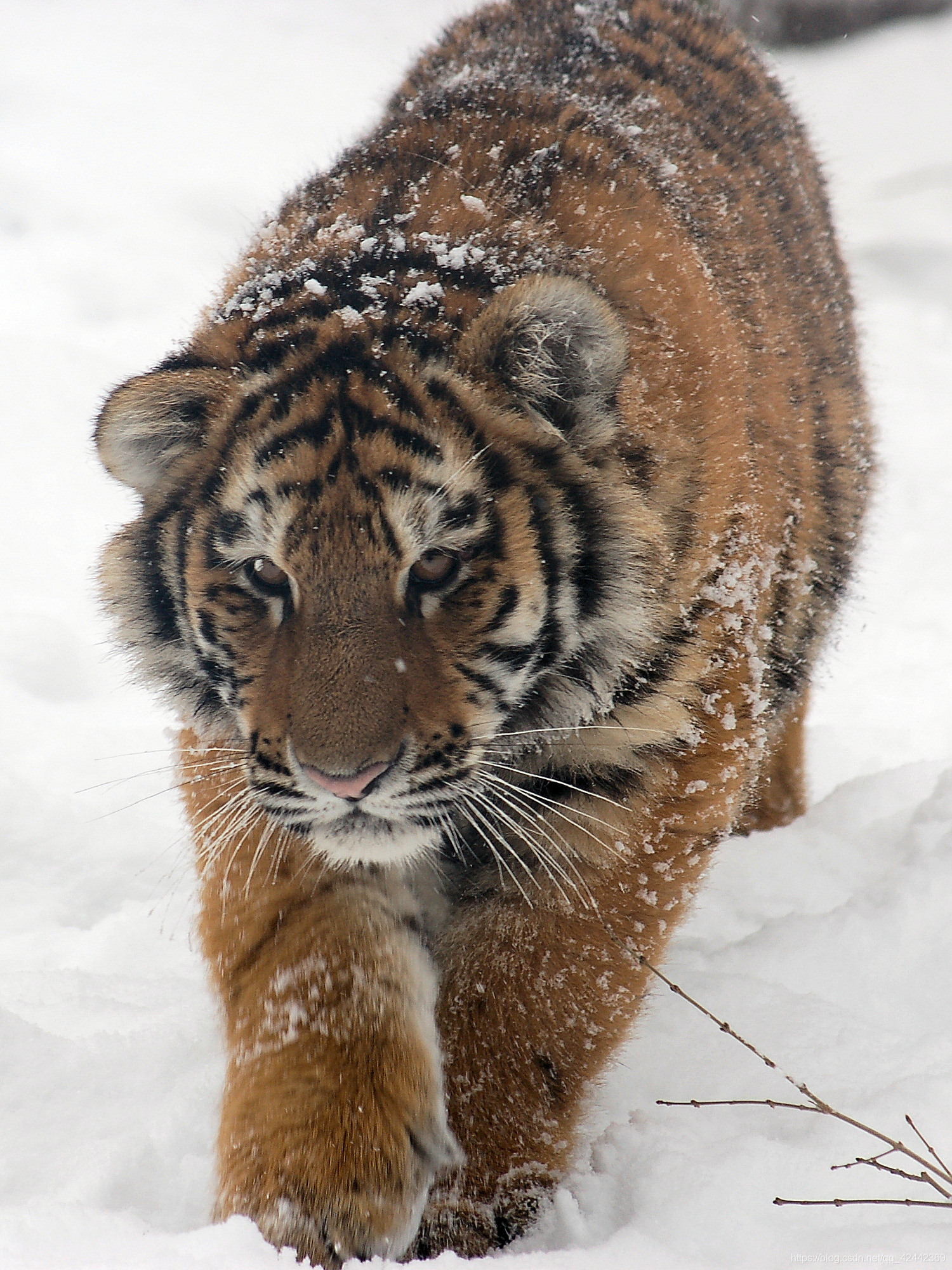 south china tiger