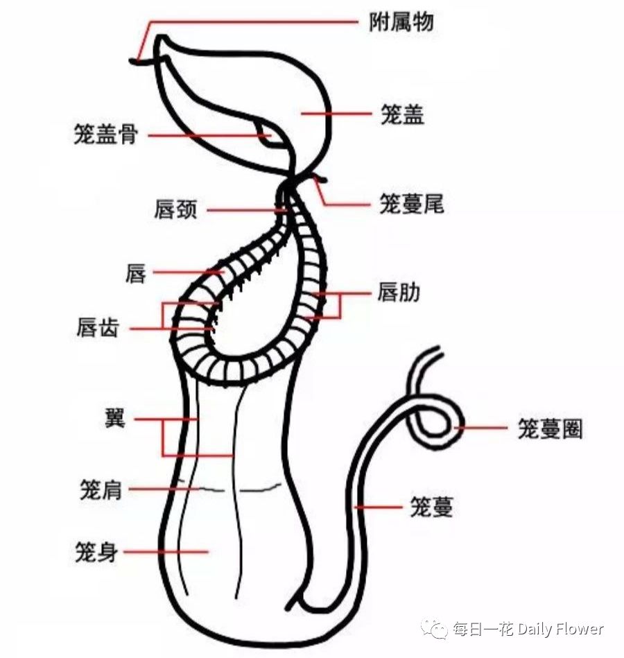 05-《猪笼草》_猪笼草 自然科学笔记-CSDN博客