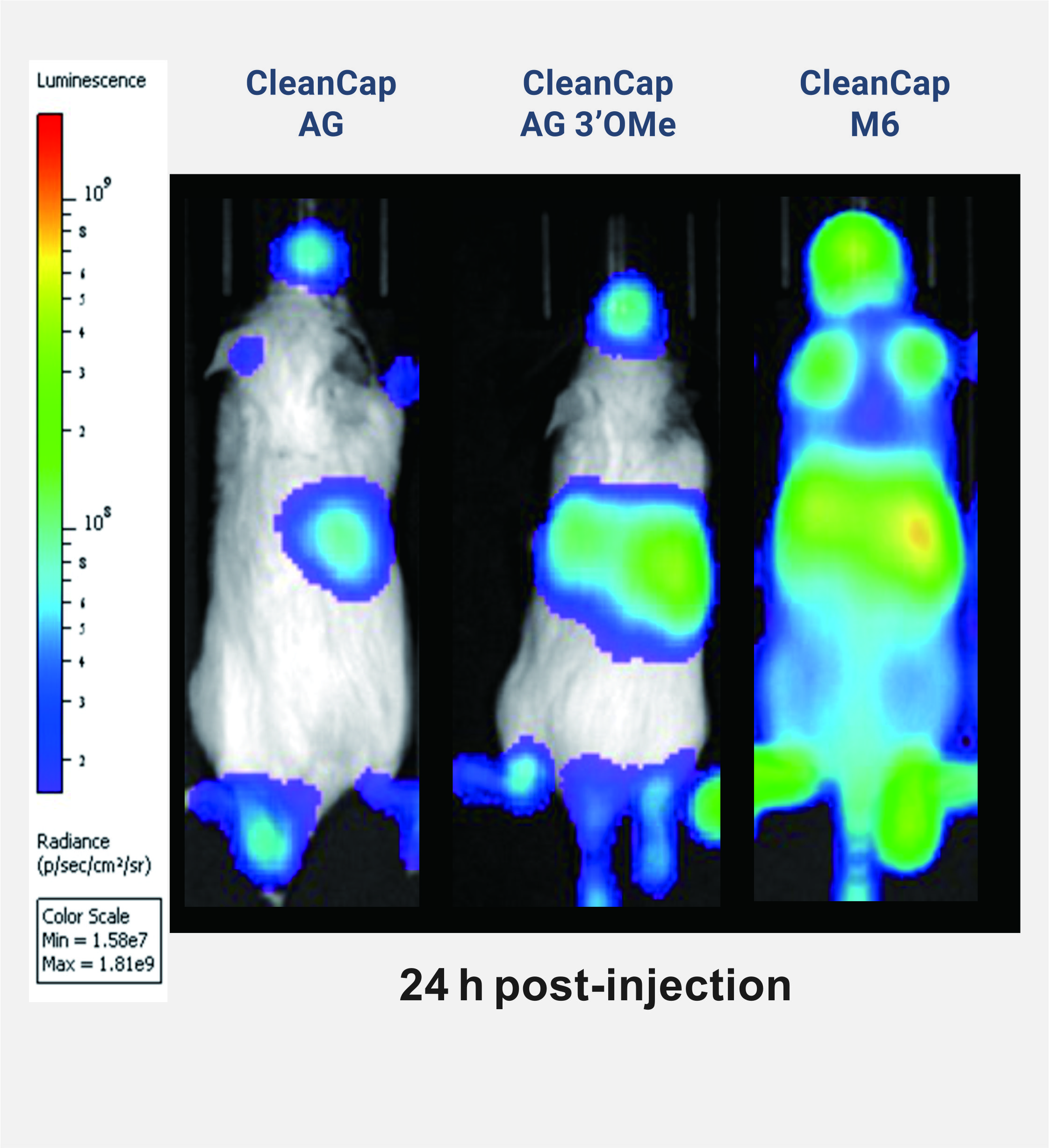 新品重磅发布!CleanCap®M6帽类似物,显著提高您的mRNA效力。