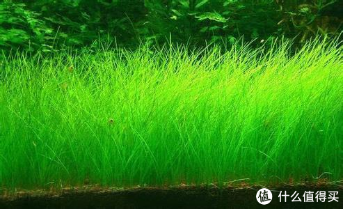 开缸种草篇