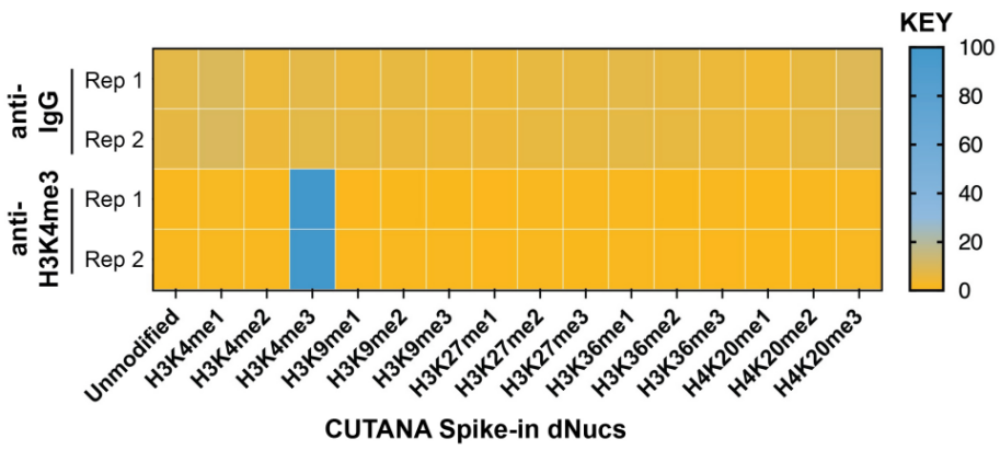 Epicypher热销产品——CUTANA™ ChIC/CUT&RUN Kit