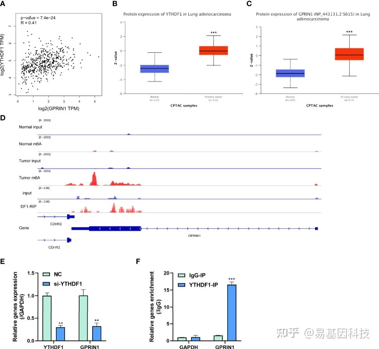 易基因｜典型案例：MeRIP-seq综合分析肺腺癌中的转录组m6A甲基化组_cgmp-pkg信号途径和肿瘤的关系-CSDN博客