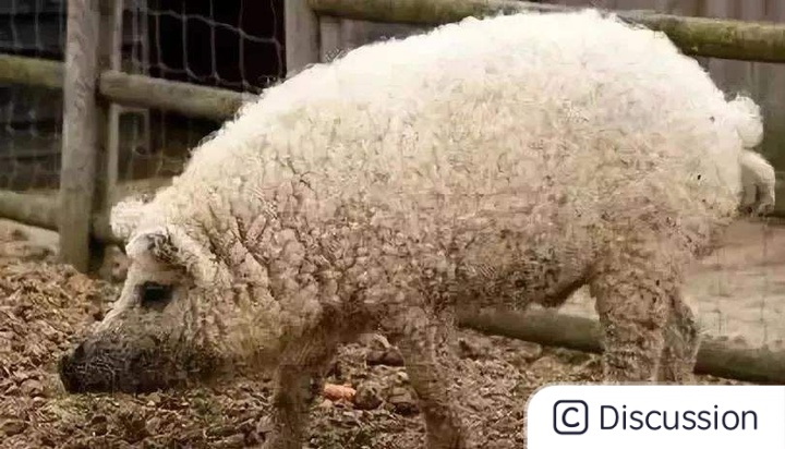 watermark,image_bG9nby9jc2RuXzEucG5nP3gtb3NzLXByb2Nlc3M9aW1hZ2UvcmVzaXplLGhfNjI=,g_se,x_0,y_0,t_100
