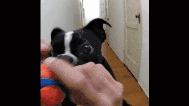 36303e9f92e85fbf0d7f0e3dd74f26f7.gif