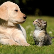 dog_cat