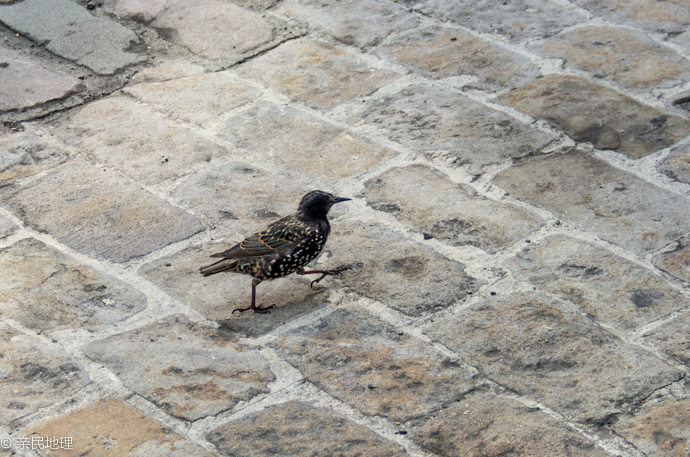 亲民地理-第50期-在美国逛农贸市场-西雅图派克市场 亲民地理-第50期-在美国逛农贸市场-西雅图派克市场