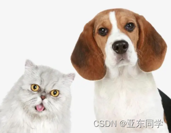 猫狗图片