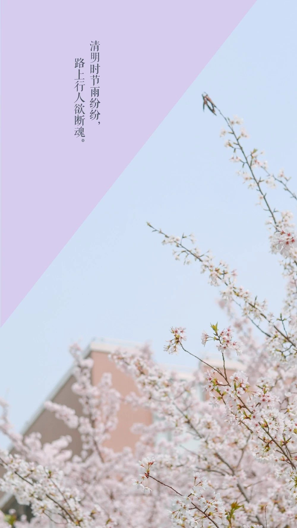 35314dffd782d809748dffcb47a38856.png