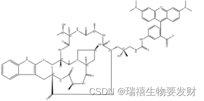 鬼笔环肽-iFluor 350标记，发出蓝色的荧光，CAS号：915013-10-4，TRITC-Phalloidin
